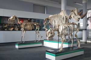 Lekcja muzealna „Ekologia a ewolucja – drapieżniki i ofiary”